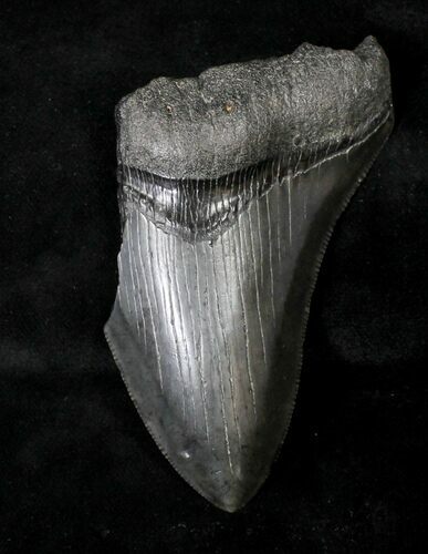Bargain, Serrated Megalodon Tooth - South Carolina #19056